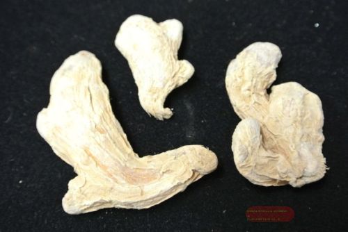 Bild von Deco, Ingwer ganz - Beutel à ca. 50g, natur