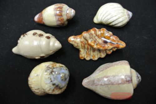 Bild von Deco, Muschelsortiment 6-fach sort, braun