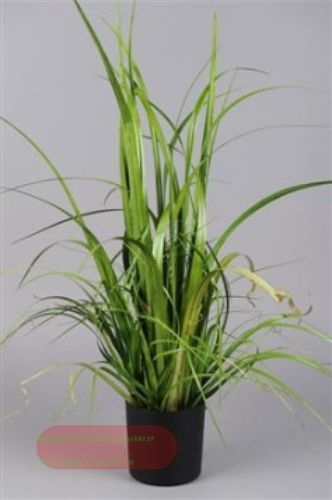 Bild von Schilf dekorativ -  80cm, grün