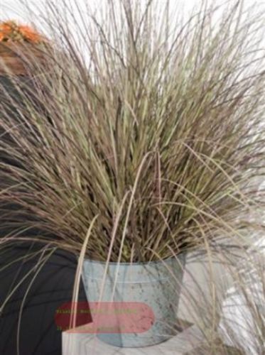 Bild von Gras dekorativ, in Zinkeimer 114cm, grün