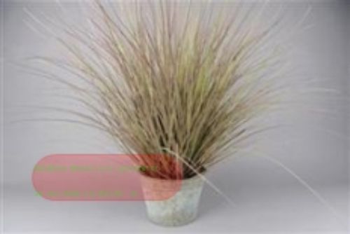 Bild von Gras dekorativ, in Zinkeimer, grün