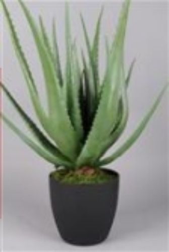 Bild von Zierpflanze, Aloe Vera - 60cm, grün