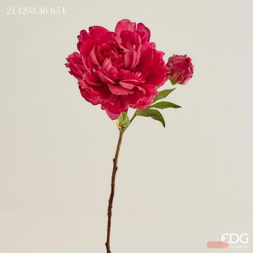 Bild von Blume, Peonia Ramo H54cm, bordeaux