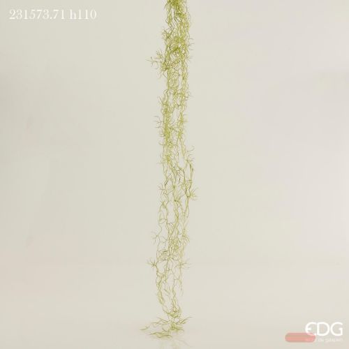 Bild von Blume, Tilandsia Cad H110, grün