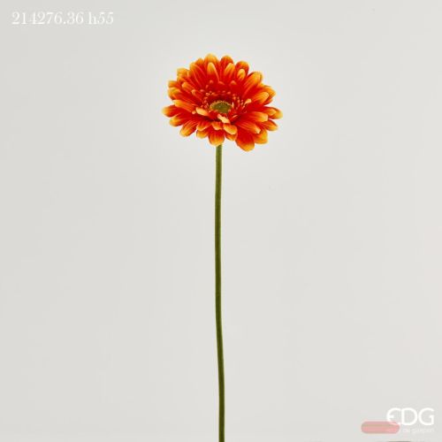 Bild von Blume, Gerbera Prix H55, orange