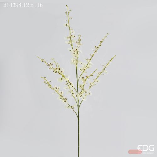 Bild von Blume, Orchidea Oncic.Bliss Ramo H116, creme