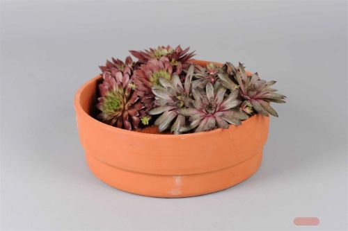 Bild von Blumenschale, Clay Ø30x H11cm, terracotta