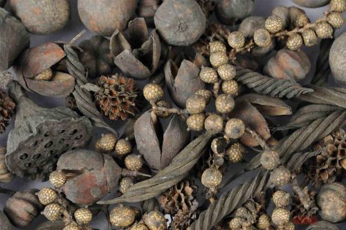 Bild von Akzente, Exotic Mix L8x 8x H24cm, dunkel grau