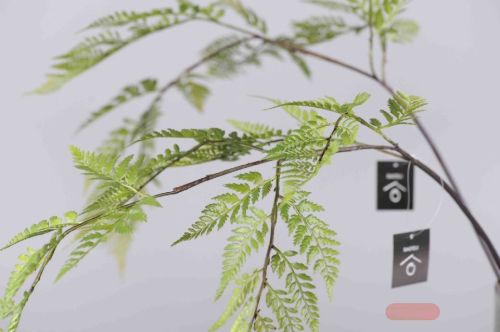 Bild von Zierpflanze, Zweige H110cm, grün