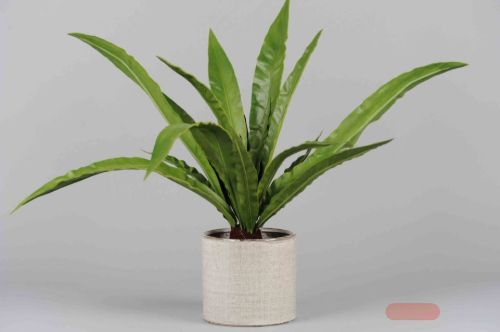 Bild von Zierpflanze, H58cm, grün