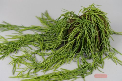 Bild von Zierpflanze, hängend H80cm, grün