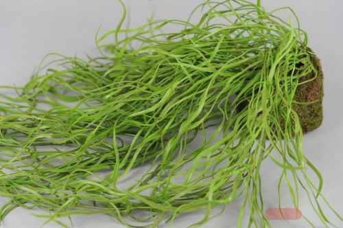 Bild von Zierpflanze, hängend H70cm, grün