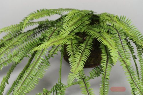 Bild von Zierpflanze, hängend H80cm, grün