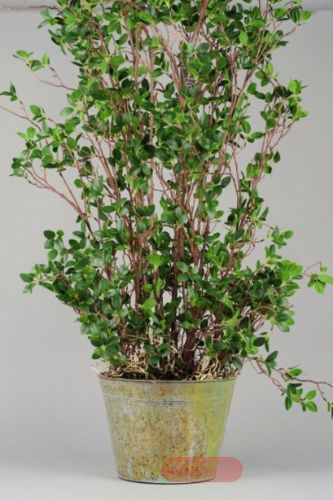 Bild von Zierpflanze, in Metalltopf Ø30x H150cm, grün