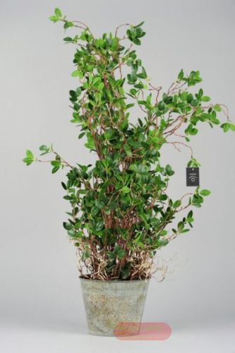 Bild von Zierpflanze, in Metalltopf Ø21x H100cm, grün