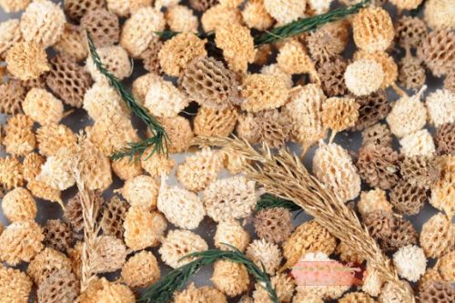 Bild von Spicy Exotics, org. India L8x 8x H24cm, natur