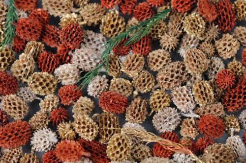 Bild von Spicy Exotics, org. India L8x 8x H24cm, burn-antik