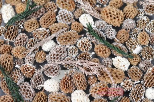 Bild von Spicy Exotics, org. India L8x 8x H24cm, braun