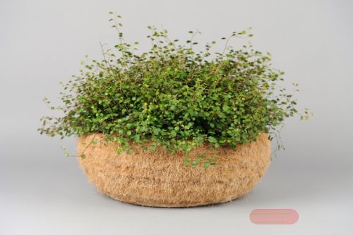 Bild von Korb, Cocus mit Tontopf - Ø45 x H16.5cm, natur