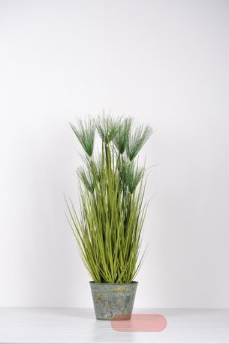 Bild von Zierpflanze, Papyrus in Zinkeimer H 90cm, grün