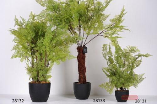 Bild von Zierpflanze, Green Fern H80cm, grün