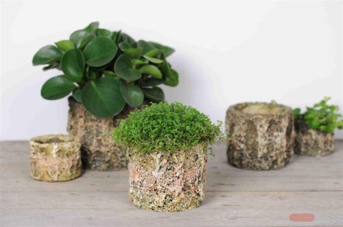 Bild von Blumentopf,  Mossa Zement Ø10 x H 7cm, natur