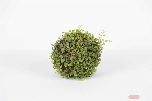 Bild von Kugelstrauch, Bubikopf - Ø23cm, grün