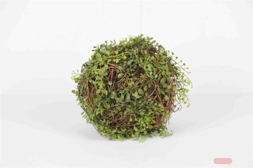 Bild von Kugelstrauch, Bubikopf - Ø30cm, grün