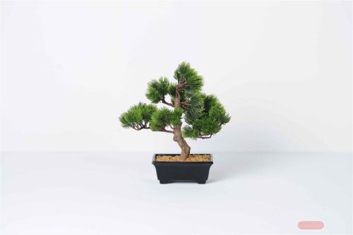 Bild von Zierpflanze, Bonsai - H30cm, pine