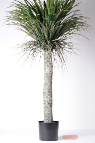 Bild von Zierpflanze, Yucca - H135cm, grün