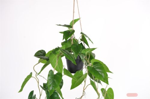 Bild von Pflanze, hängend - Philodendron H105cm, grün