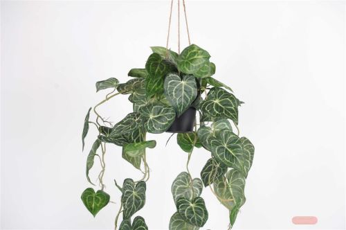 Bild von Pflanze, hängend - Anth. Clarinervium H104cm, grün