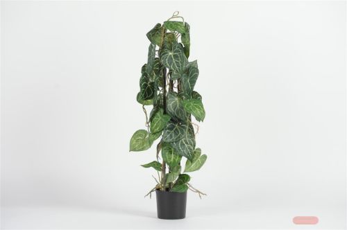 Bild von Pflanze, im Topf - Anth. Clarinervium H80cm, grün