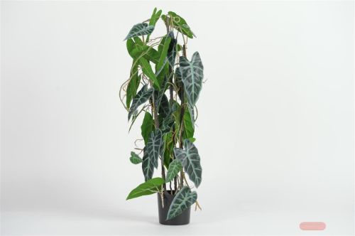 Bild von Pflanze, im Topf - Alocasia Polly H80cm, grün