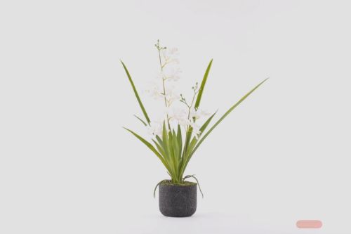 Bild von Cymbidium mini, Orchidee mit Scholle H53cm, weiss
