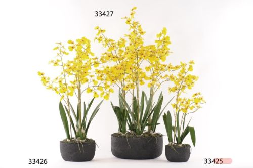 Bild von Oncidium, Orchidee mit Scholle H56cm, gelb