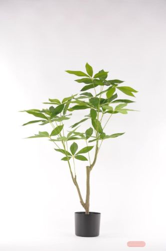 Bild von Pachira, Geldbaum im Topf, H90cm, grün