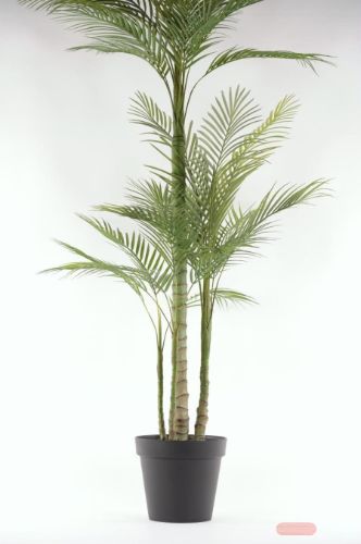 Bild von Forest, Farn im Topf, H169cm, grün