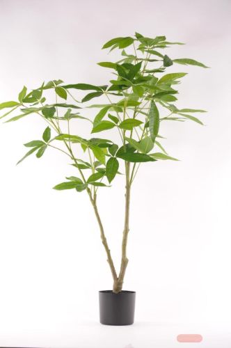 Bild von Pachira, Geldbaum im Topf, H123cm, grün