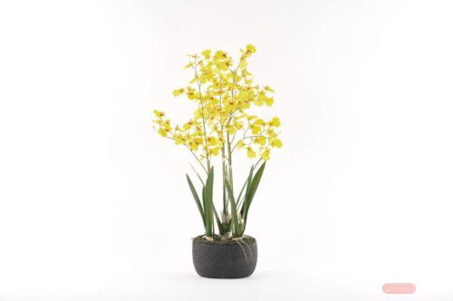 Bild von Oncidium, Orchidee mit Scholle H70cm, gelb