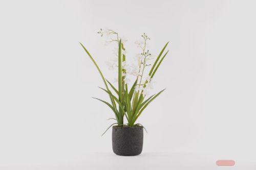 Bild von Cymbidium mini, Orchidee mit Scholle H65cm, weiss