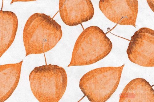 Bild von Blm-Papier,  50cm - Physalis auf Recyclingpapier, weiss