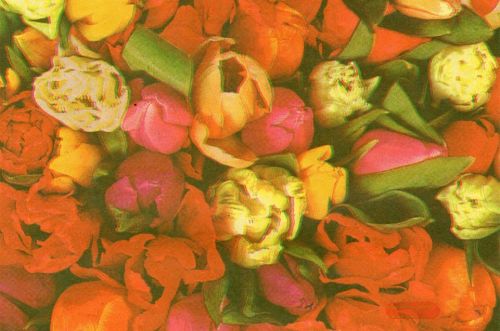 Bild von Blm-Papier,  75cm - Tulips, rot-gelb