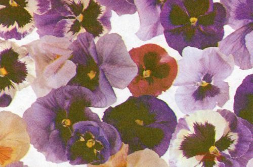 Bild von Blm-Papier,  75cm - Viola, violett