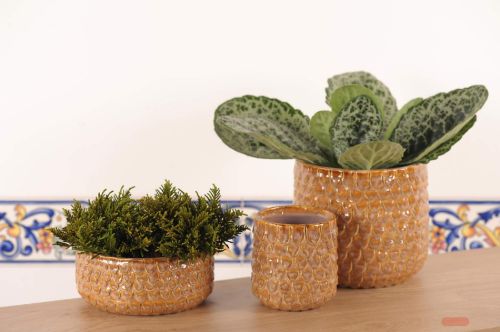 Bild von BlumenSchale, Pinecone Keramik Ø16x H7cm, braun